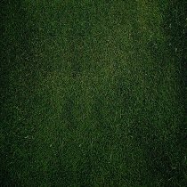 Dark GreenDark Green
