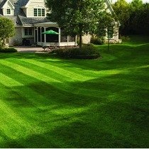 Lawn Grass