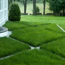 Lawn Grass